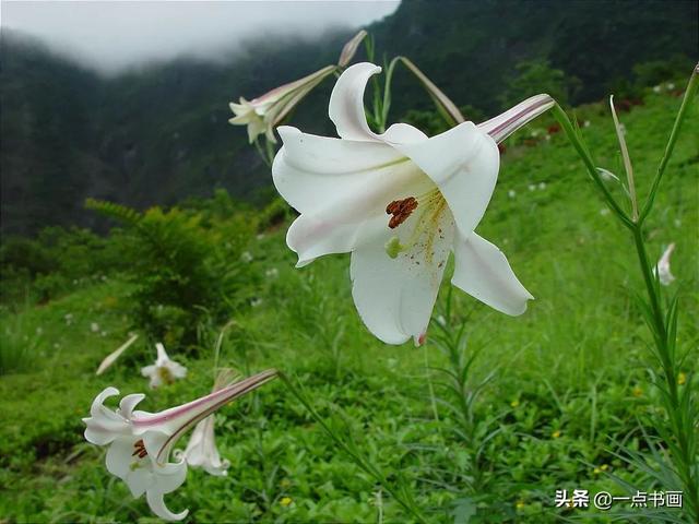 各种颜色百合花的花语和寓意，百合不同颜色的花语代表什么（百合花还分很多品种，你知道不）