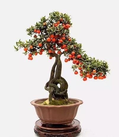 金弹子养殖与管理，想要金弹子更合盆