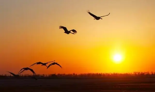 相信未来赏析，相信未来赏析50字（央视主持人敬一丹朗诵《相信未来》）