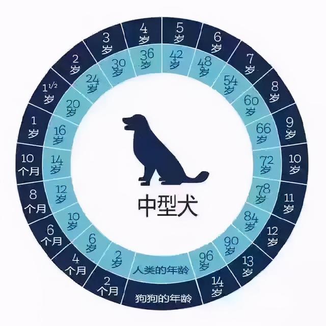 狗多大年龄2021，狗狗的年龄有多大（宠主一定要好好珍惜自家狗）