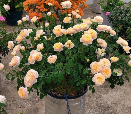 月季花图片,月月红月季花图片(100个月季品种)