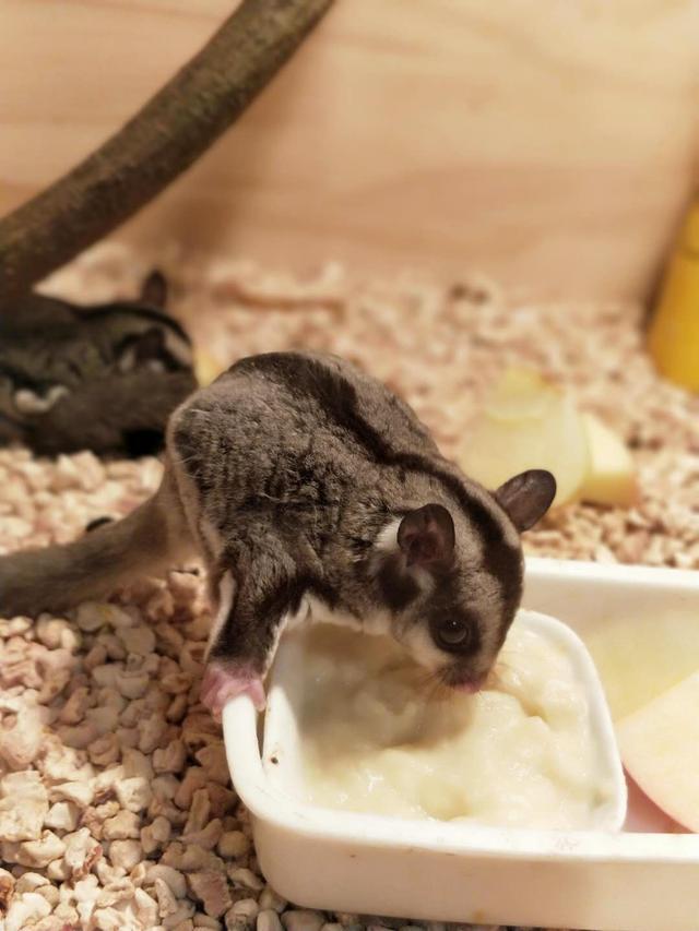 蜜袋鼯吃什么水果蔬菜，蜜袋鼯能吃哪些蔬菜（蜜袋鼯刚到家吃什么）