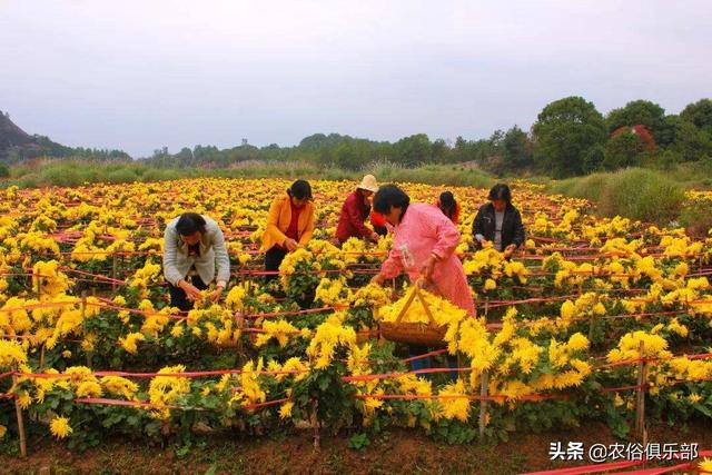 农村集体经济组织股权证什么意思，农村集体股权证是什么意思（农村集体经济组织股权证是什么）