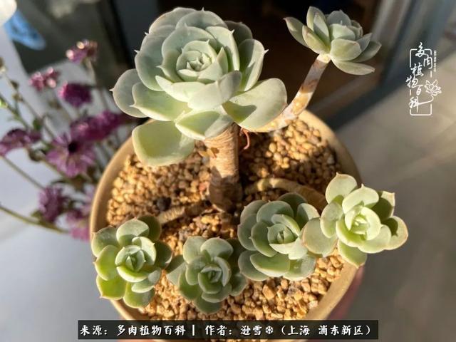 多肉植物图片，感恩相遇，余生相互关照（若绿多肉植物图片）