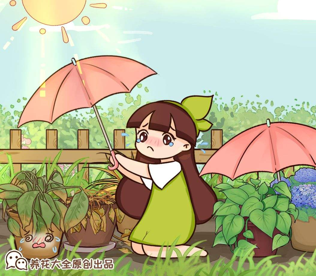 白掌的养殖方法和注意事项，水培白掌的养殖方法和注意事项（养护白掌做好这些）