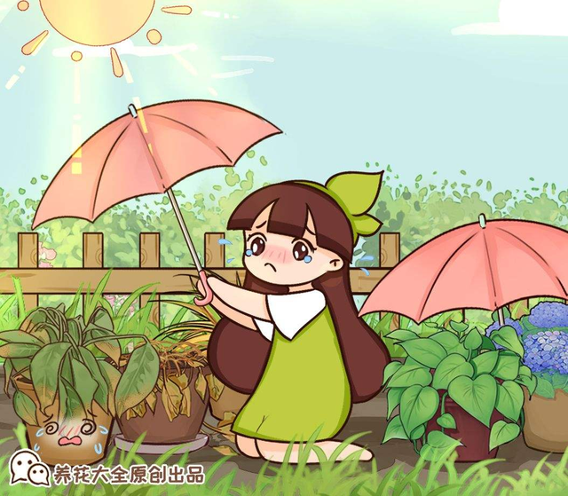 白掌的介绍白掌的养殖技术，白掌的栽培技术（养护白掌做好这些）