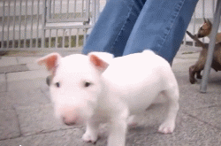 呆萌狗狗，呆萌狗狗道具（呆萌+有趣+憨厚图片）