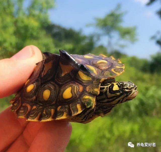 植物的界门纲目科属种是指什么，植物界门纲目科属种怎么分类（你难道不想知道一下吗）
