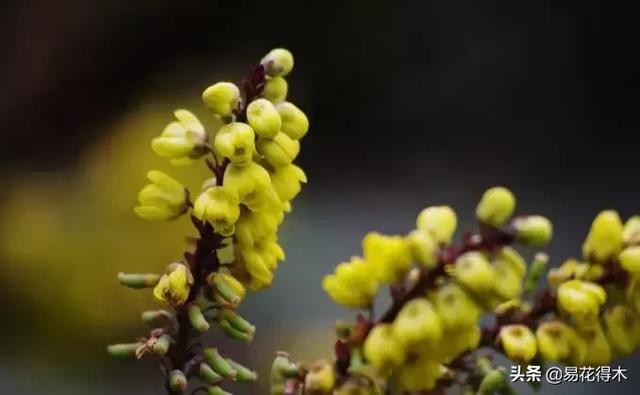 阔叶十大功劳叶斑病的防治方法，阔叶十大功劳叶斑病的防治方法是什么（十大功劳的鉴赏与盆景制作养护）