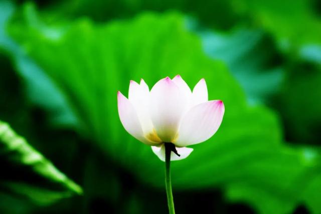 李白写的古诗有哪一些，李白写的古诗有哪一些诗（李白笔下的夏日）