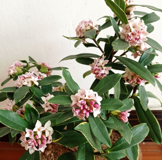 金边瑞香的形态特征和栽培技术详解，金边瑞香的栽培方法（开花满院子飘香）