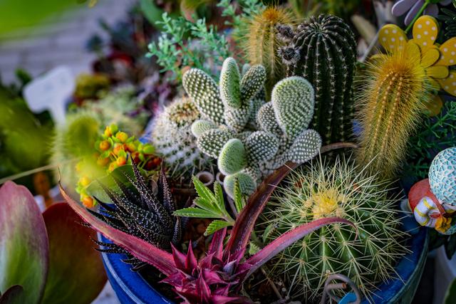 仙人球的介绍及特点，仙人球的主要特征（它的“小机关”你知道吗）