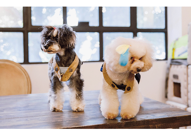 狗狗来月经了该怎么处理，狗狗来月经了怎么办（教你如何平稳度过\