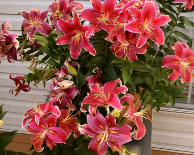 土培百合花怎么养，土壤百合花怎么养（一年四季都能有花赏）