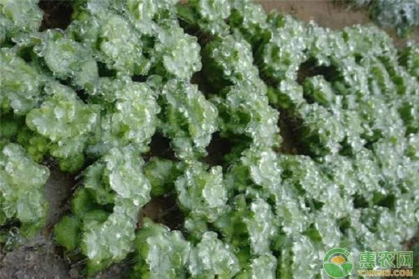 冰菜种植的方法，冰菜怎样种植（播种育苗周期有多长时间）