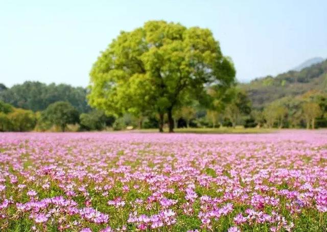 樱花茶的功效与禁忌,还具有极高的药用价值 樱花茶的功效与禁忌,还具有极高的药用价值