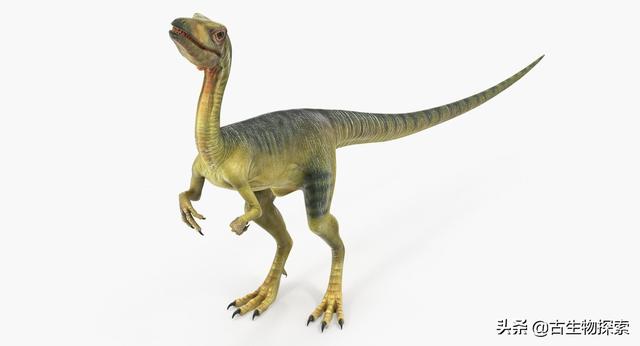 velociraptor是什么恐龙（古生物学家在中国发现了真正的迅猛龙）