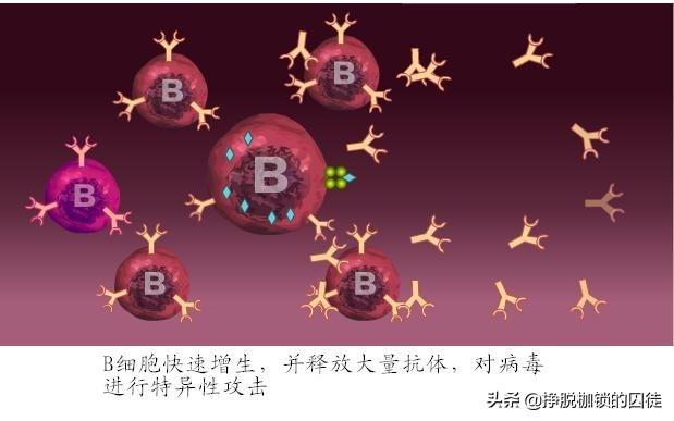 得了新冠一辈子就完了，得了新冠以后（会不会有人感染了新冠病毒）