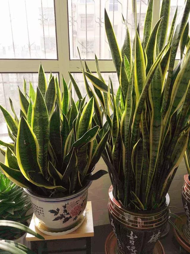 绿萝好养吗,绿萝怎样栽培(绿萝竟然排在倒数第1) 绿萝好养吗,绿萝怎样栽培(绿萝竟然排在倒数第1)