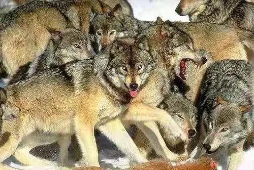 狼象征着什么样的人，狼象征着什么（狼象征着什么）