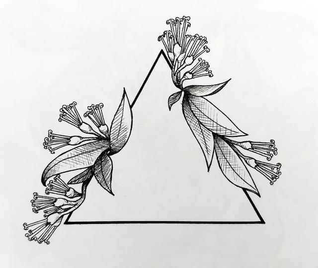 怎样用中性笔画玫瑰花好看，中性笔画花卉图片（一篇用针管笔画的植物花卉）