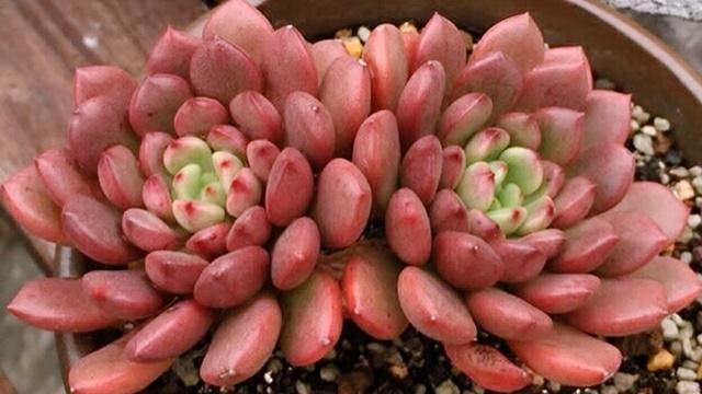 多肉植物所代表的花语，多肉植物花语（都是表示“爱意”的）