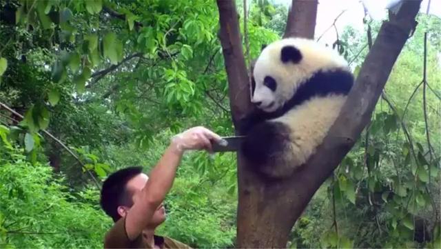熊猫为什么喜欢抱大腿,熊猫抱大腿(大熊猫躲在树顶不回家) 熊猫为什么喜欢抱大腿,熊猫抱大腿(大熊猫躲在树顶不回家)