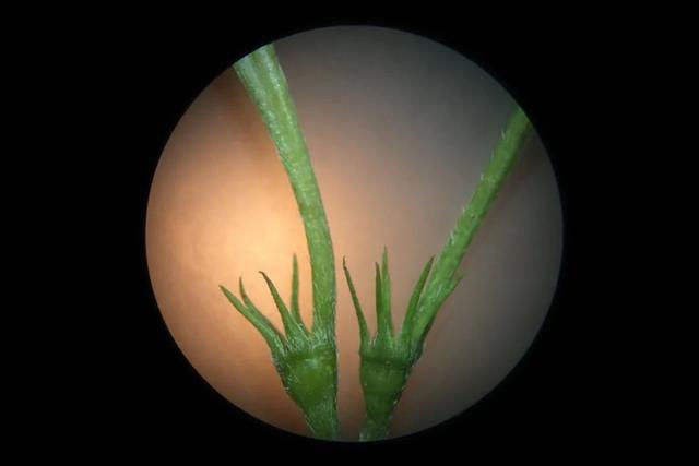 夏日里的江南山野奇花，玉叶金花白纸扇