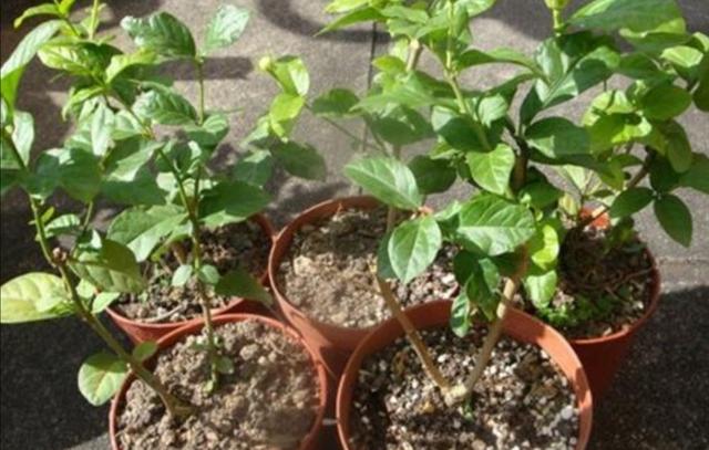 茉莉的养殖方法和注意事项，双色茉莉的养殖方法和注意事项（生长期做好这几点）