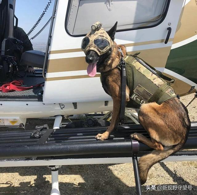 k9是什么意思字母圈,字母圈k9属性什么意思(帅气的军犬们)