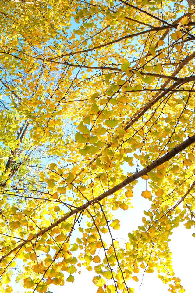 许昌旅游景点有哪些,许昌旅游景点有哪些地方(带你感受专属秋天的浪漫景色) 许昌旅游景点有哪些,许昌旅游景点有哪些地方(带你感受专属秋天的浪漫景色)