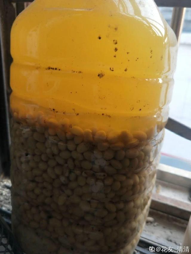 如何自制氮肥，自制氮肥怎么做（氮磷钾肥别买了）