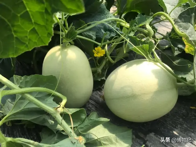 玉菇甜瓜的功效与作用，玉菇甜瓜的营养（“玉菇”甜瓜就要上市）