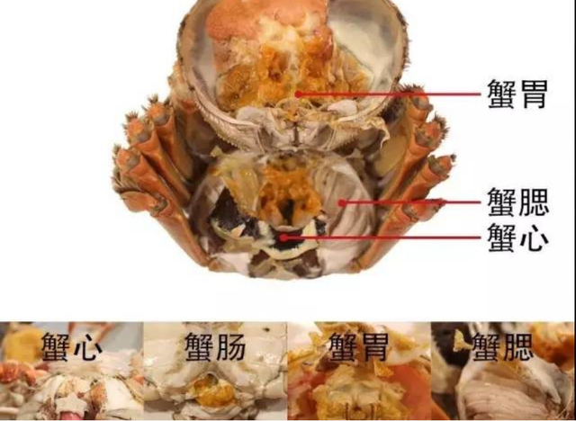 螃蟹口器结构图片