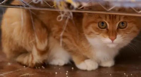 怎样养猫更合理，如何更好的养猫（铲屎官养猫的生活小窍门）