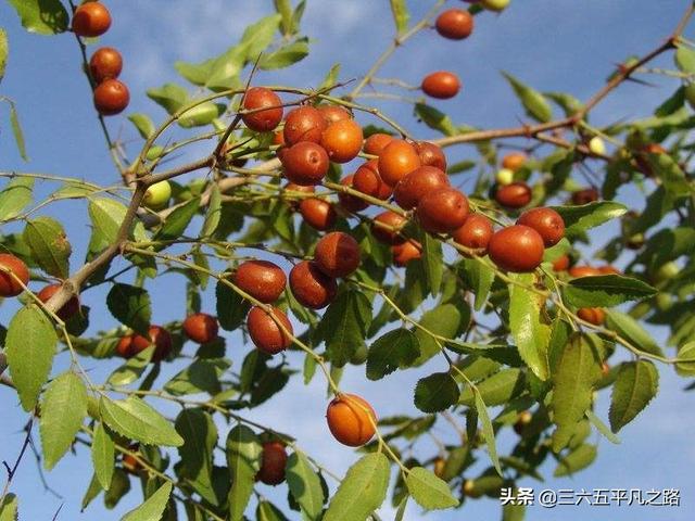 野生酸枣的功效与作用及食用，野生酸枣有什么用处（以前无人问津到如今抢着去采摘）