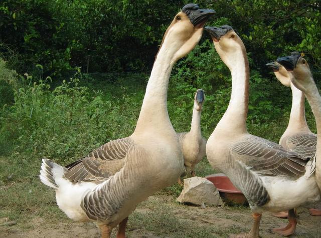 大品种的鹅有几种，大品种的鹅有几种图片（狮头鹅：鹅界“巨型选手”）