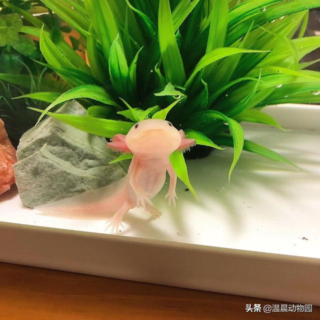 美西螈怎么养，养六角恐龙禁忌（却不是私人能随便饲养的）