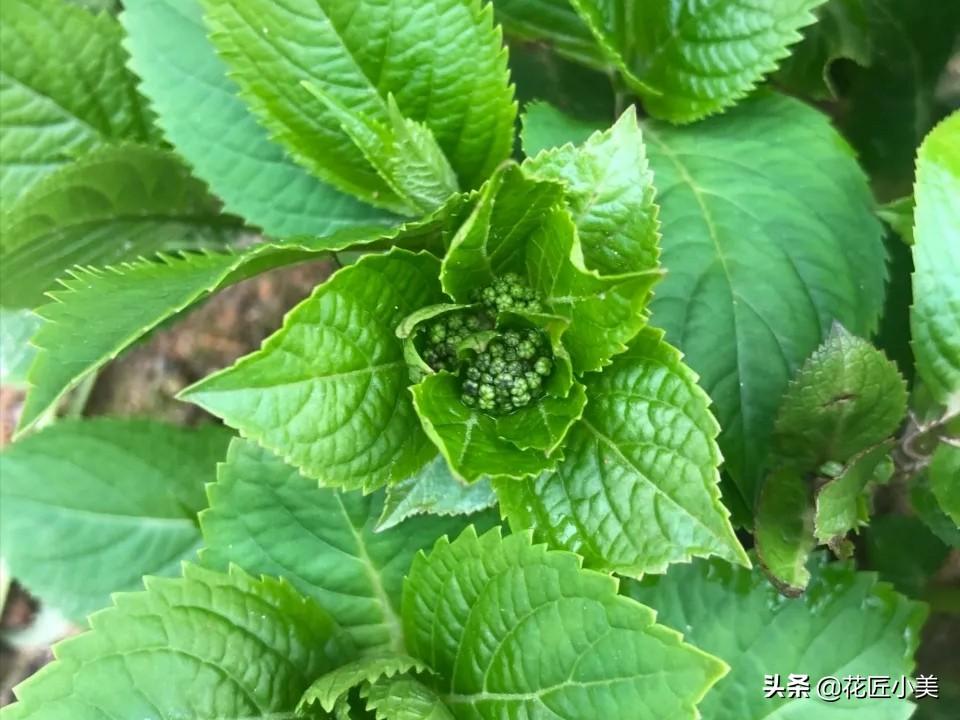 绣球花期有多长，绣球花的花期是多久（花谢后如何养护保证到下个花期再开花）