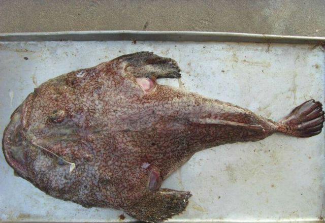 安康鱼怎么做比较好吃，安康鱼的做法（胶东农家的习俗）