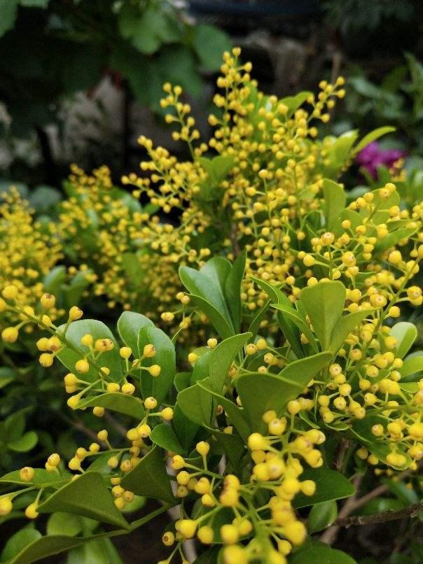 四季开花的植物，四季开花的6种植物（5种四季开花的植物）
