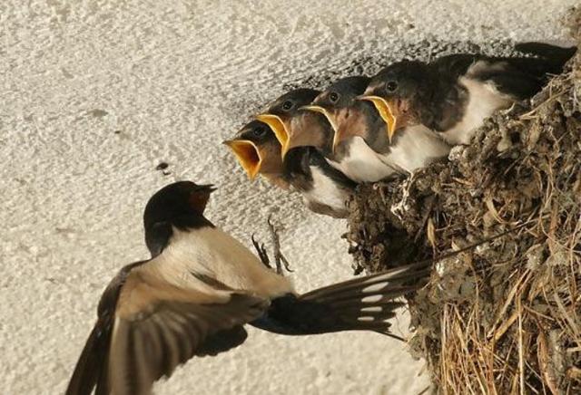 咸鱼翻身的意思，咸鱼翻身是什么意思（“宅子现四喜）