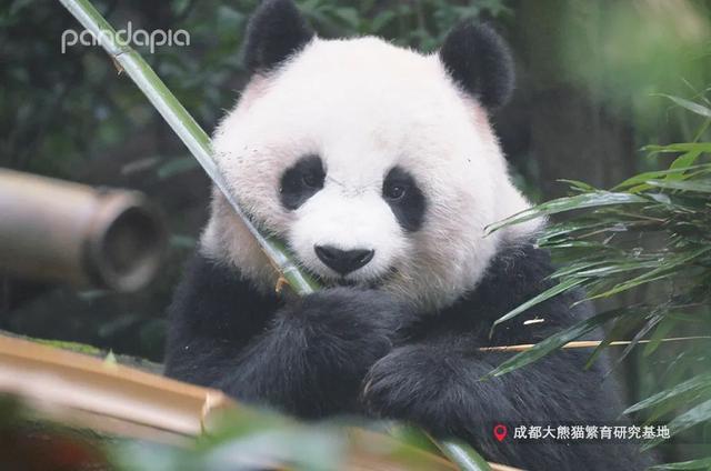 花柄花梗茎的区别，花梗和花茎的区别（一树一树的花花花花花花开）