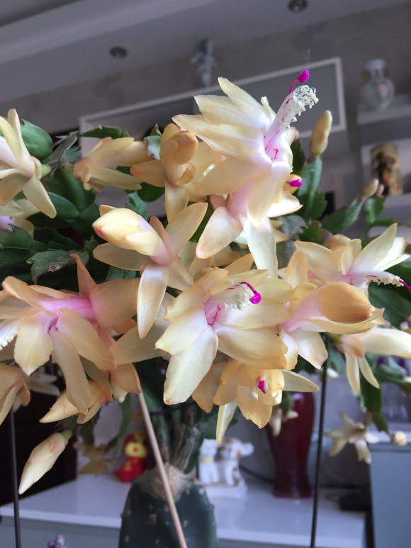 多花指甲兰，多花指甲兰的句子（剪剪“指甲”挤满花芽）