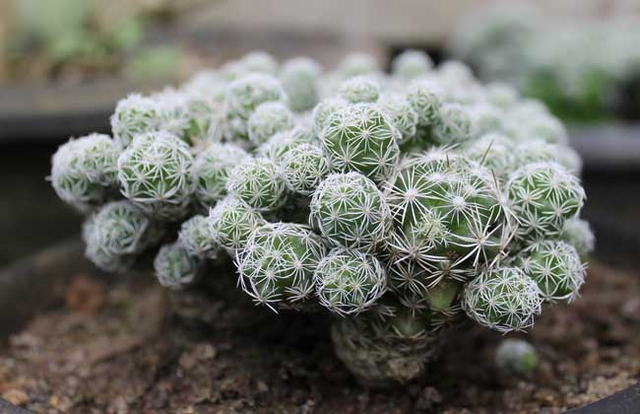 仙人球怎么移栽，仙人球怎样移栽移植和养护（掰个仙人球小侧芽）