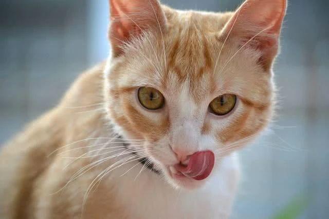 猫吃什么食物除了猫粮，小土猫吃什么食物除了猫粮（这4类食物不仅美味猫咪还能越吃越健康）