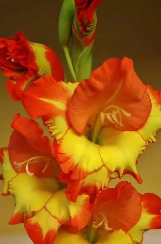 世界上有多少种花，世界上有多少种花?分别是什么（100幅美丽的花儿，赏心悦目）