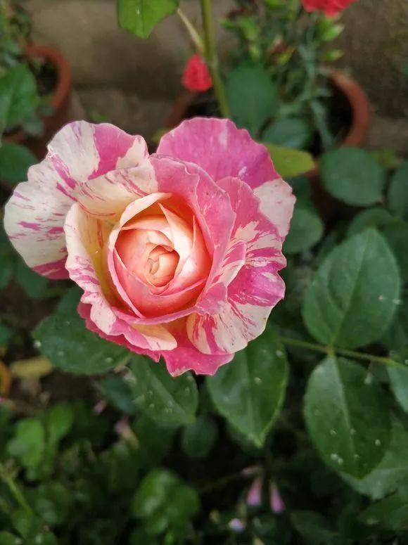 月季花品种，十大经典品种（凭一己之力撑起了整个花园的颜值）