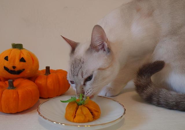 猫能吃什么人类食物，猫咪可以吃什么人类食物（猫咪可以吃的9种人类食物）