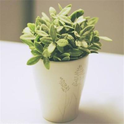 治愈风景图头像微信，治愈风景图头像（风景蓝天草地微信头像）